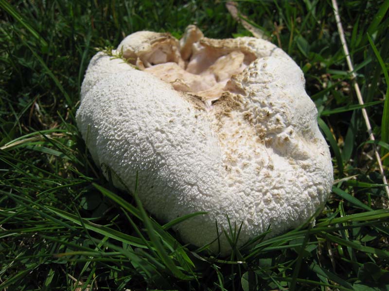 Val Cama - Canton Ticino (Svizzera)